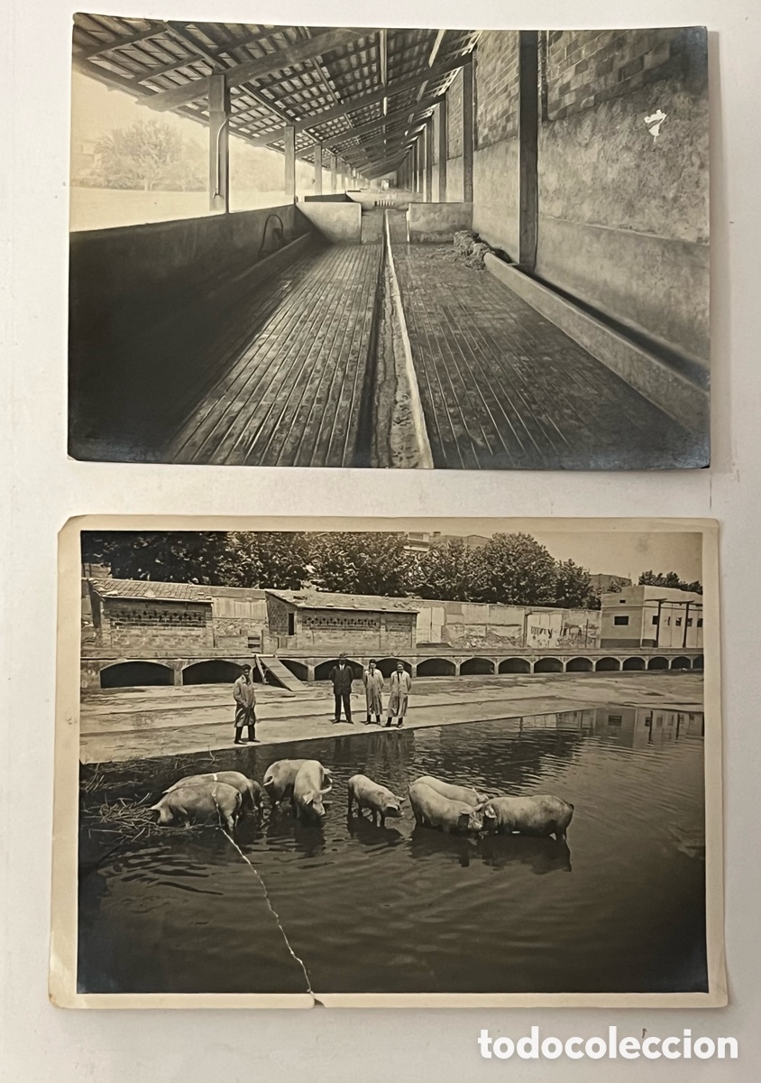 Fotografia antica: GERONA.. ? (2) Fotograf&iacute;as Granja de Cerdos&hellip; (h.1945?) Medidas: 12 x 18 cm.,