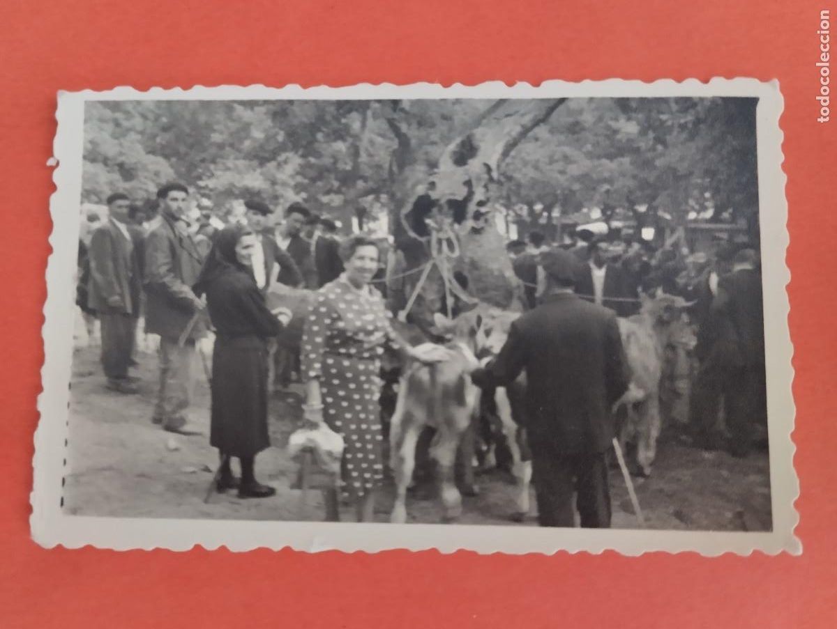 Antique Photography: FOTO. MERCADO ANIMALES... 8,8X5,5CM.