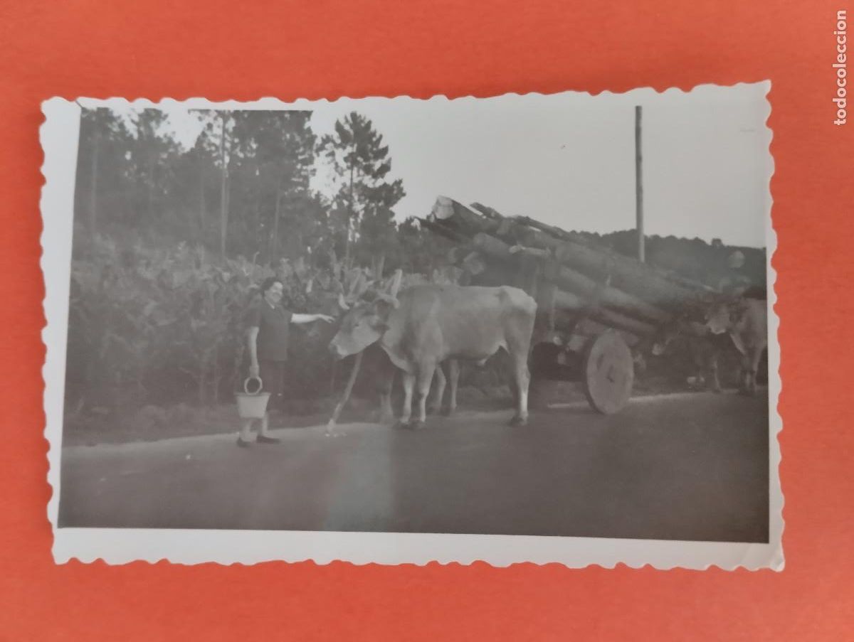 Fotograf&iacute;a antigua: FOTO. CARRETA BUEYES.. 8,5X5,5CM.