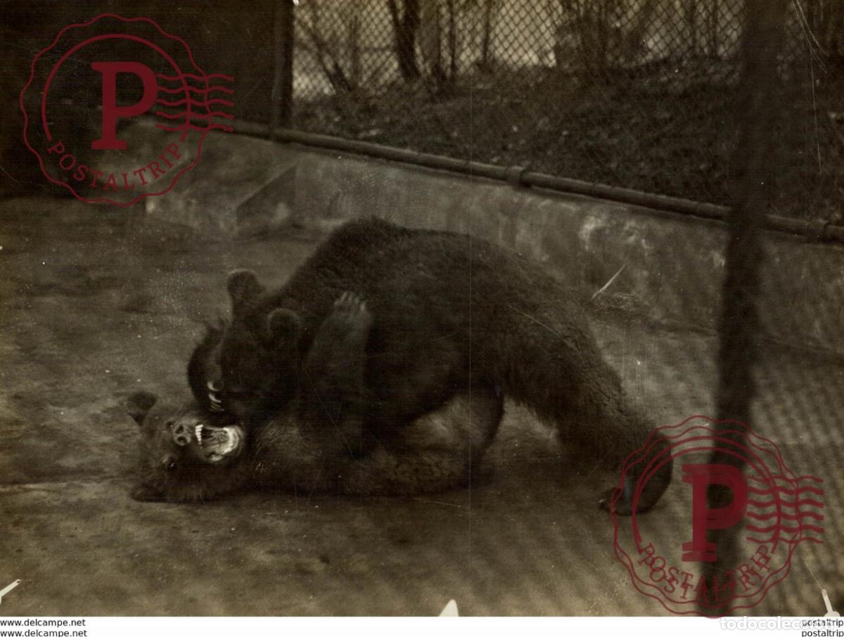 Fotograf&iacute;a antigua: BEAR OURS BAR BEER TEDDY BEARS AT THE ZOO 21 * 16 CM Fonds Victor FORBIN 1864-1947