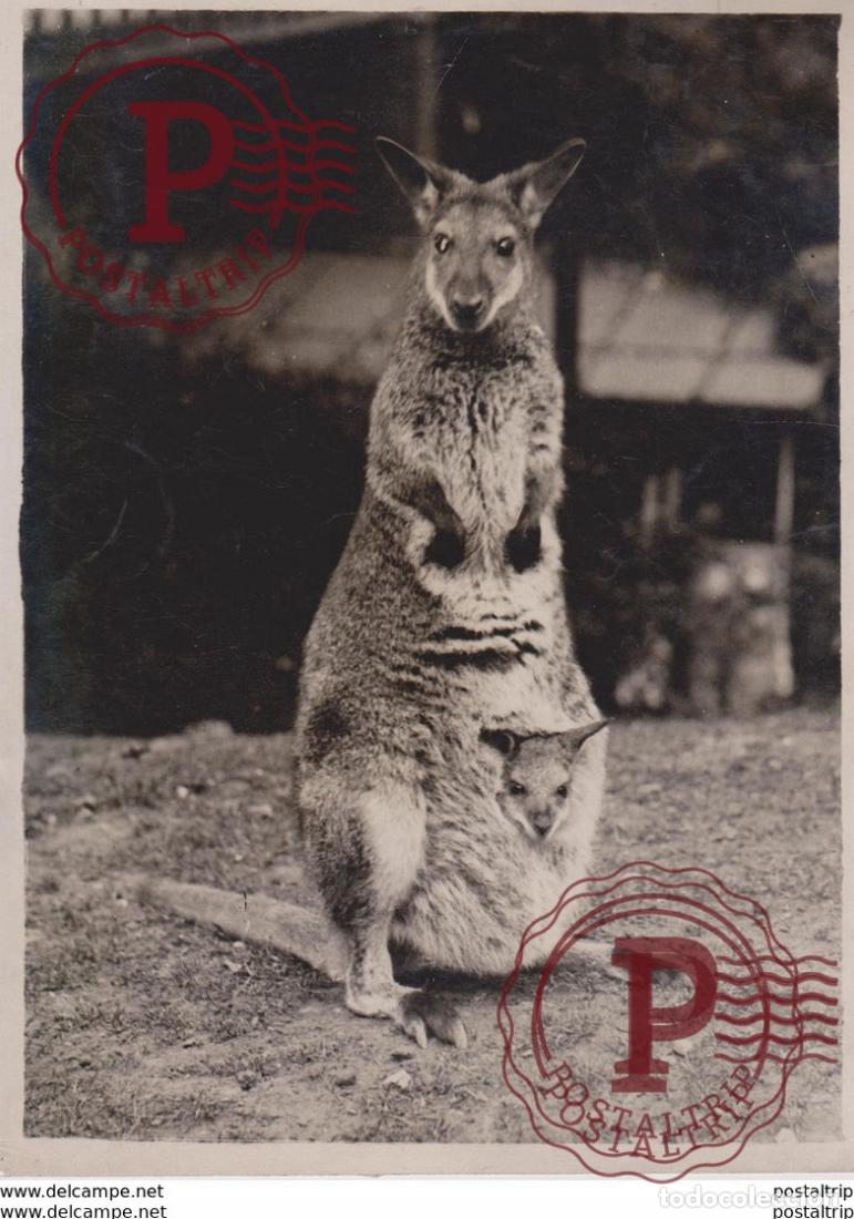 Fotograf&iacute;a antigua: MOTHER AND CHILD AT THE ZOO BENNETTS WALLABY 20 * 15 CM Fonds Victor FORBIN 1864-1947