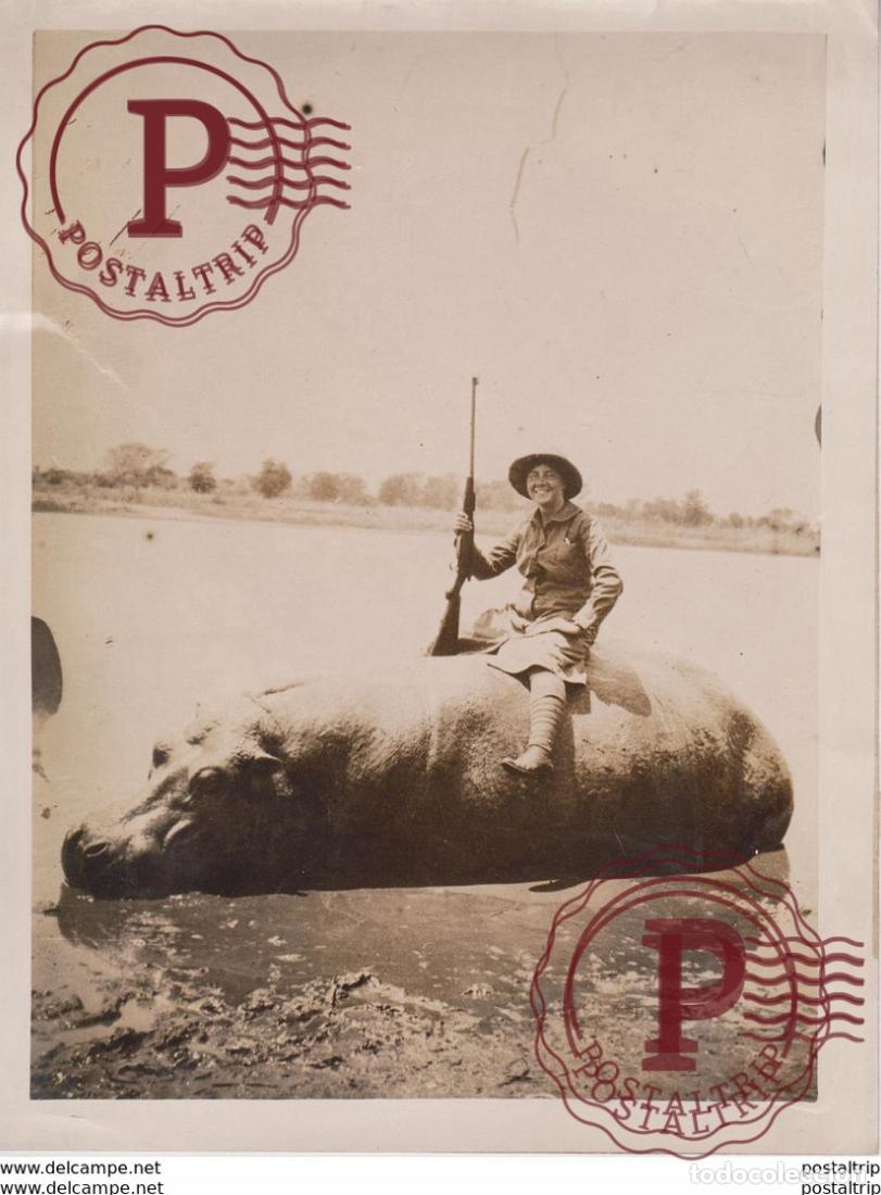 Fotograf&iacute;a antigua: HIPPO HONEYMOON HIPPOPOTAMO CENTRAL AFRICA MRS CHARTERS SOUTH MEDICAL CORPS 21 * 16 CM Fonds Vic
