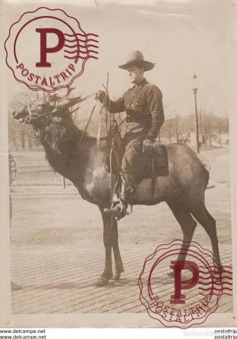 Fotograf&iacute;a antigua: ELK AS SADDLE HORSE WASHINGTON DC 1919 USA 24 * 18 CM Fonds Victor FORBIN 1864-1947