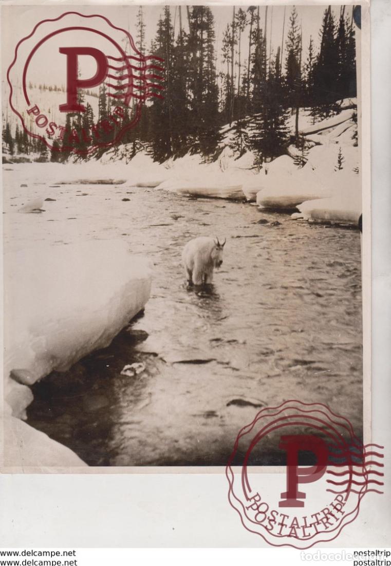 Fotograf&iacute;a antigua: ROCKY MOUNTAIN GOAT JASPER NATIONAL PARK ALBERTA CANADA LONDONS SERPENTINE 25 * 20 CM Fonds Vic