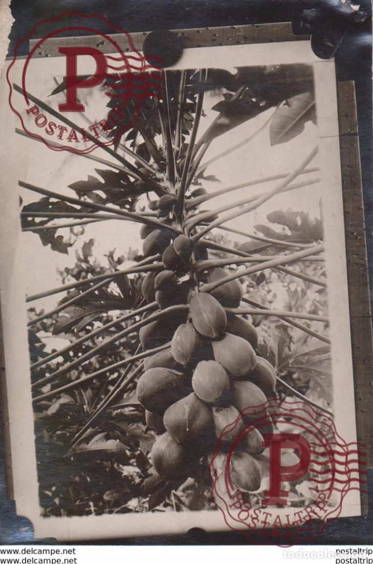 Fotograf&iacute;a antigua: PAPAYA FRUITS 13 *9 CMFonds Victor FORBIN 1864-1947