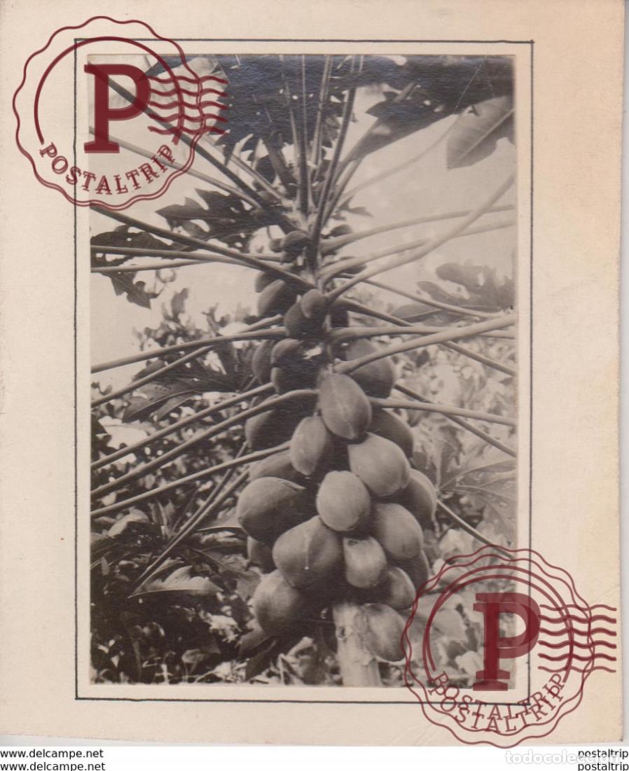 Fotograf&iacute;a antigua: PAPAYA FRUITS 12 *10 CMFonds Victor FORBIN 1864-1947