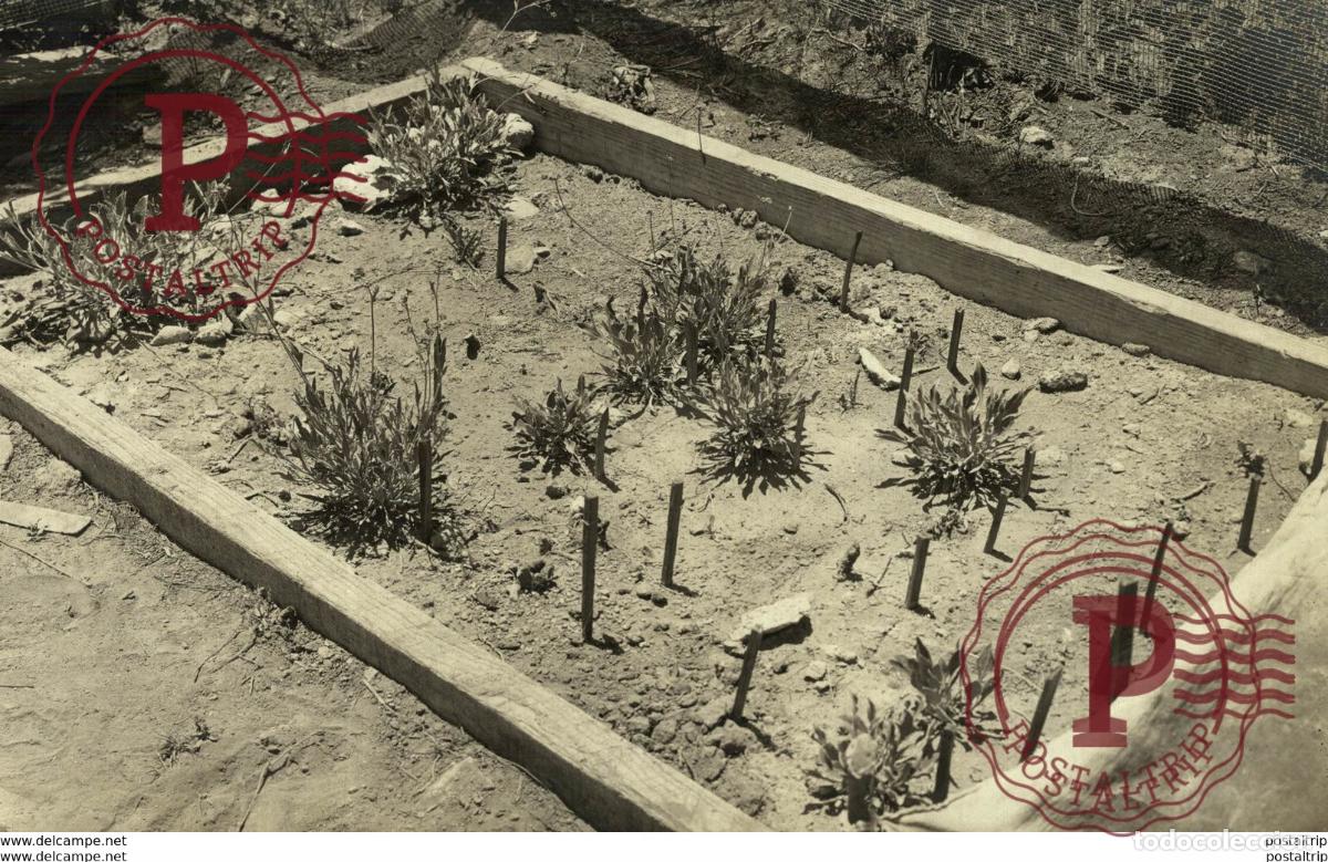 Fotograf&iacute;a antigua: Bot&aacute;nica Botany Botanique Botanik Fonds Victor FORBIN 1864-1947