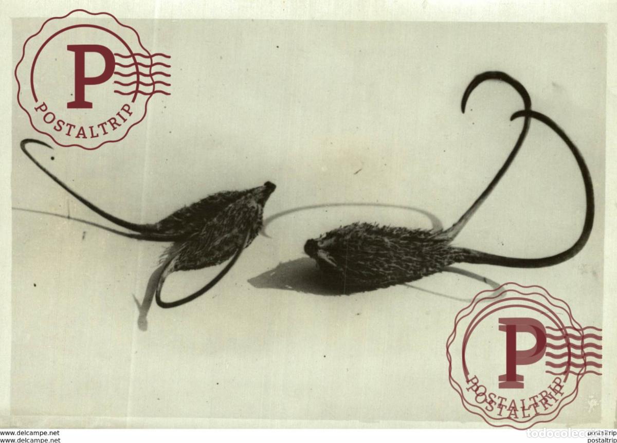 Fotograf&iacute;a antigua: BAILLON V&Eacute;G&Eacute;TAUX Bot&aacute;nica Botany Botanique Botanik Fonds Victor FORBIN 1864-1947