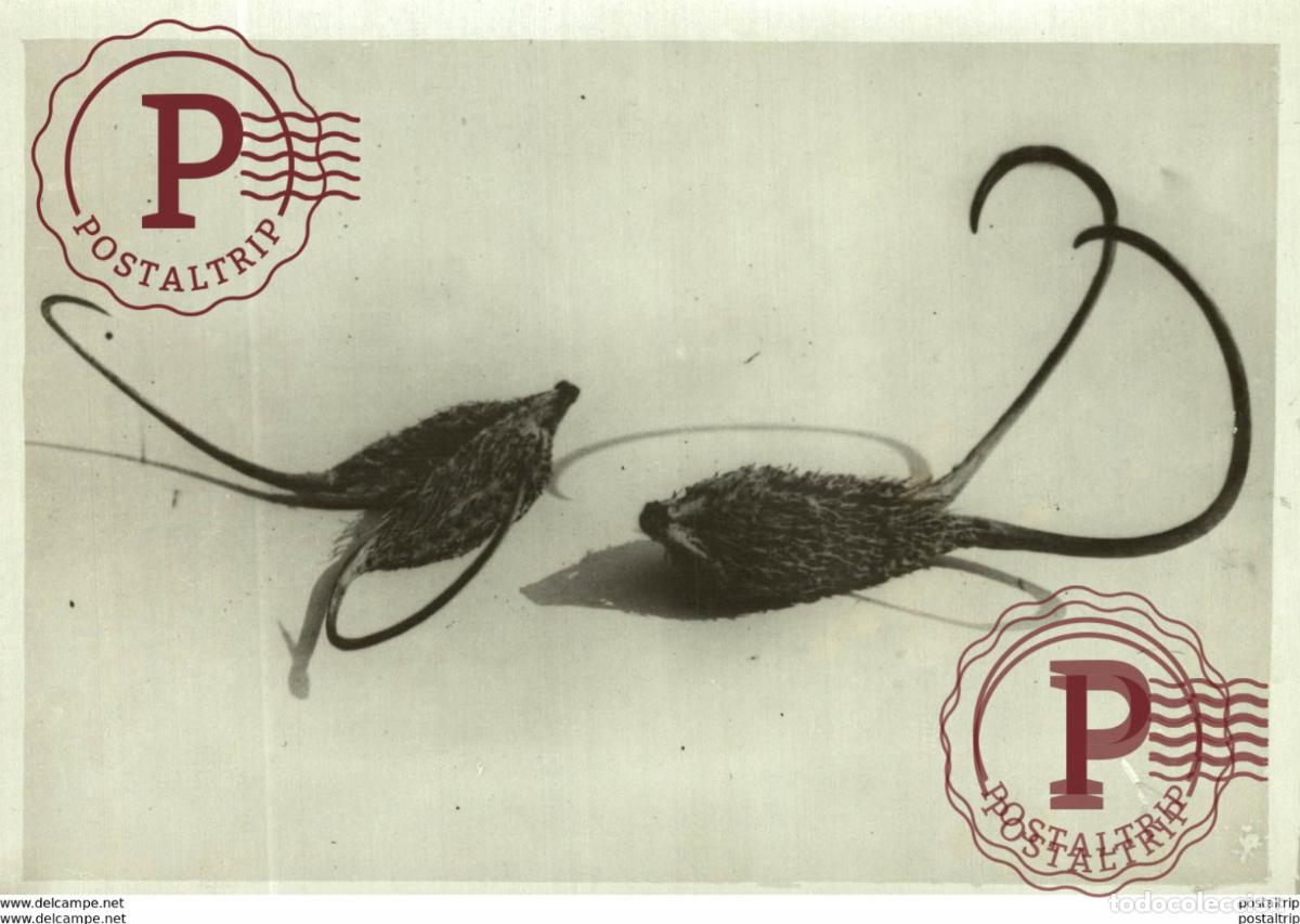 Fotograf&iacute;a antigua: BAILLON V&Eacute;G&Eacute;TAUX Bot&aacute;nica Botany Botanique Botanik Fonds Victor FORBIN 1864-1947