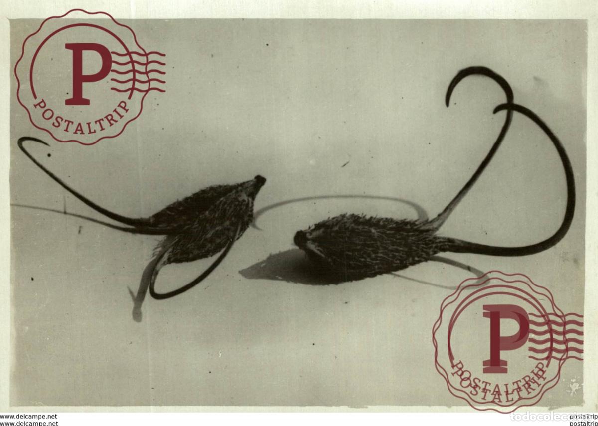 Fotograf&iacute;a antigua: BAILLON V&Eacute;G&Eacute;TAUX Bot&aacute;nica Botany Botanique Botanik Fonds Victor FORBIN 1864-1947