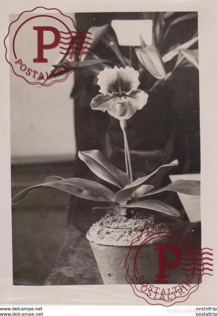 Fotograf&iacute;a antigua: THE CULTIVATORS ART Bot&aacute;nica Botany Botanique Botanik Fonds Victor FORBIN 1864-1947