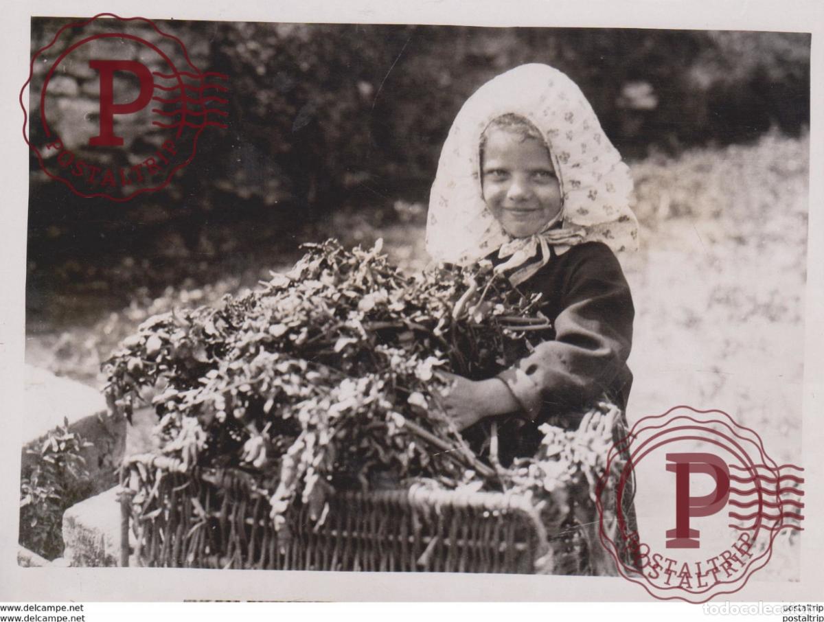Fotograf&iacute;a antigua: WHERE HEALTH-GIVING CRESS IN GROWN Bot&aacute;nica Botany Botanique Botanik Fonds Victor FORBIN 1864-1947