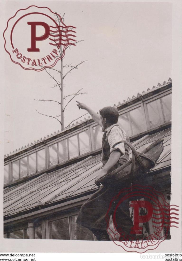 Fotograf&iacute;a antigua: PLANT ATTEMPTS SUICIDE Bot&aacute;nica Botany Botanique Botanik Fonds Victor FORBIN 1864-1947