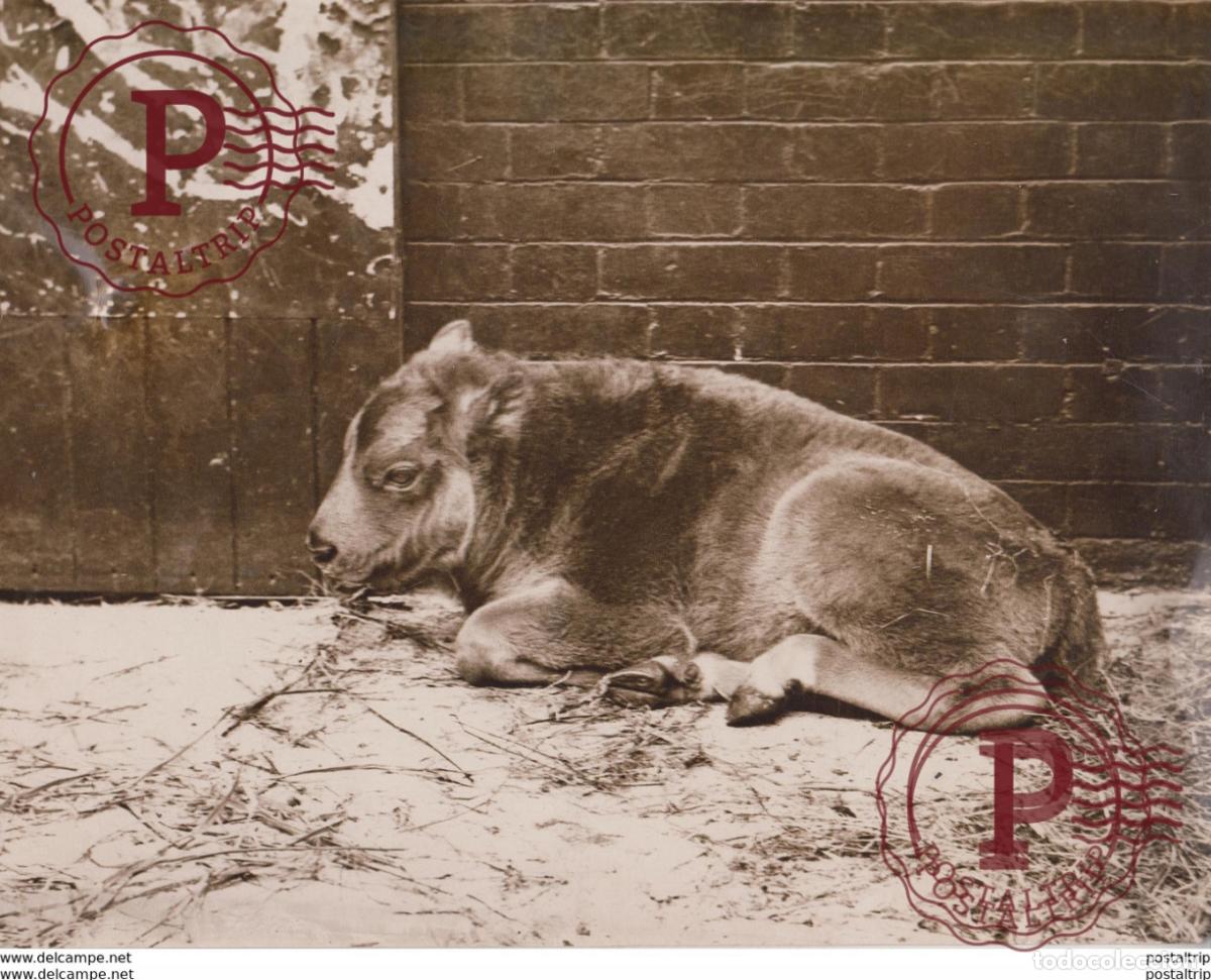 Fotograf&iacute;a antigua: LONDON BABY BISON AT THE ZOO BUFFALO BISON BISONTE 24 *18 CM Fonds Victor FORBIN 1864-1947