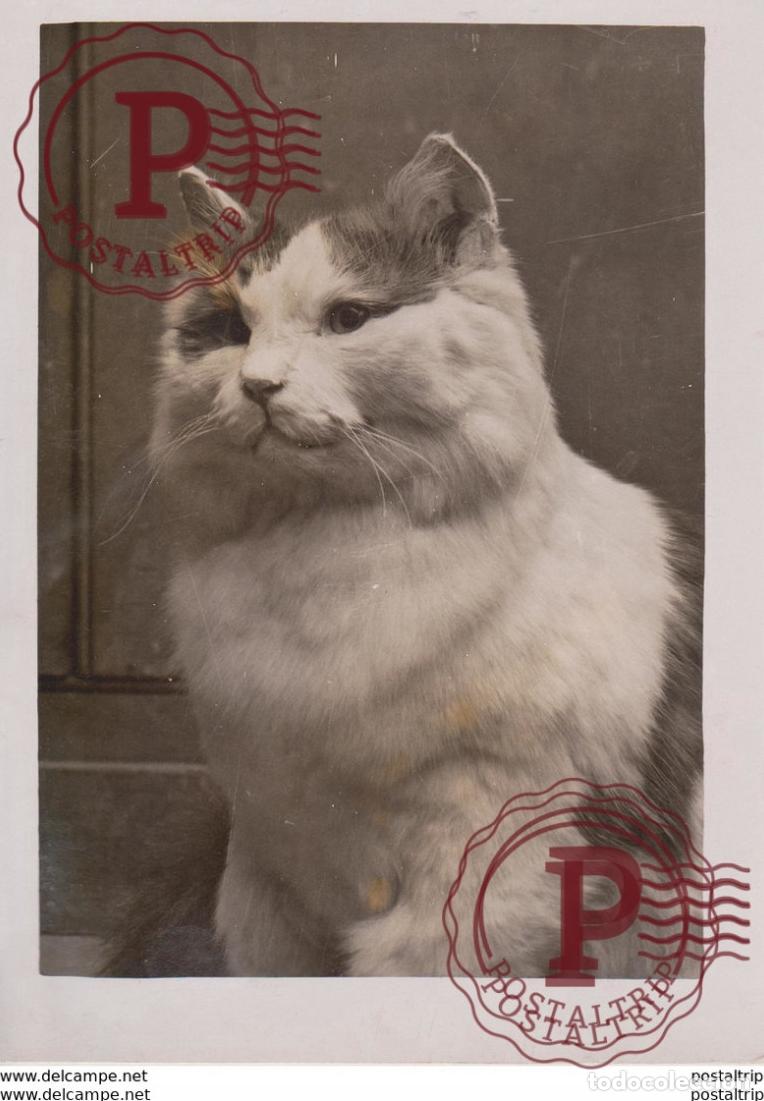 Fotograf&iacute;a antigua: NATURAL HISTORY MUSEUM TRILBY RUSSO PERSIAN CAT RUSSIA GATO CHAT KAT CAT 16* 12CM Fonds Victor F