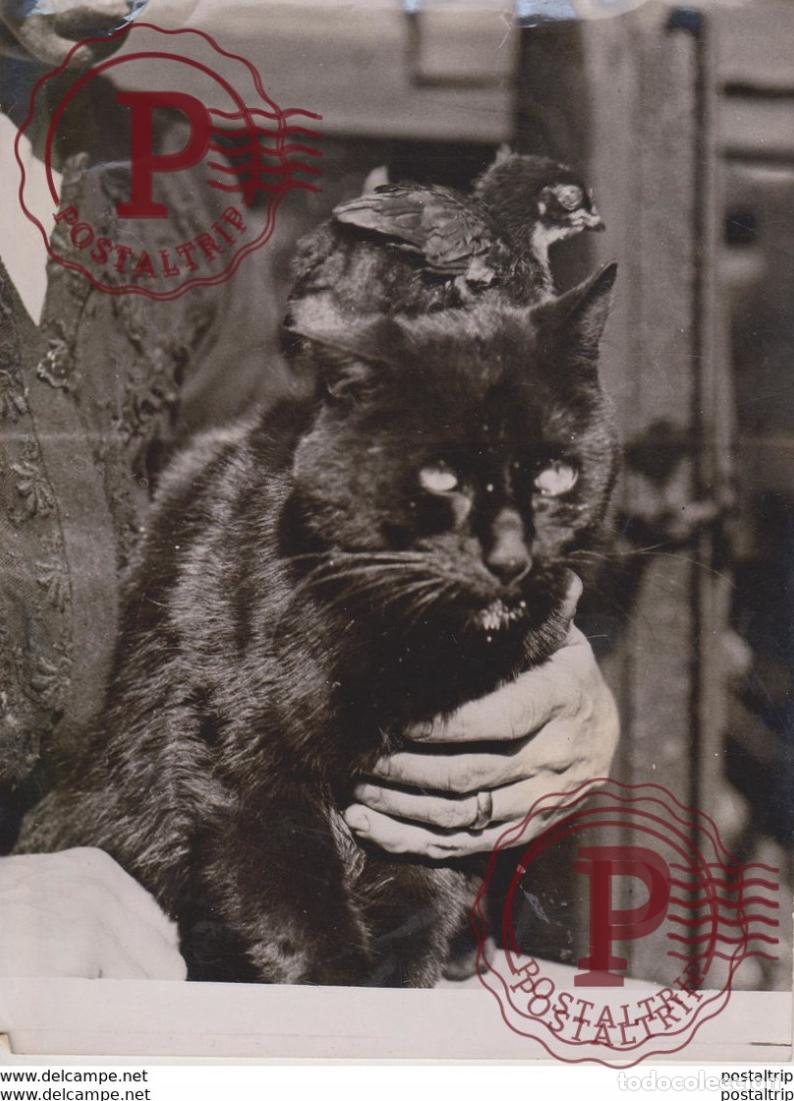 Fotograf&iacute;a antigua: MOTHERING ORPHAN CHICKEN GATO CHAT KAT CAT 22* 16CM Fonds Victor FORBIN