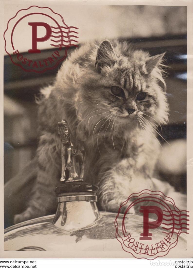 Fotograf&iacute;a antigua: GATO CHAT KAT CAT 22* 16CM Fonds Victor FORBIN