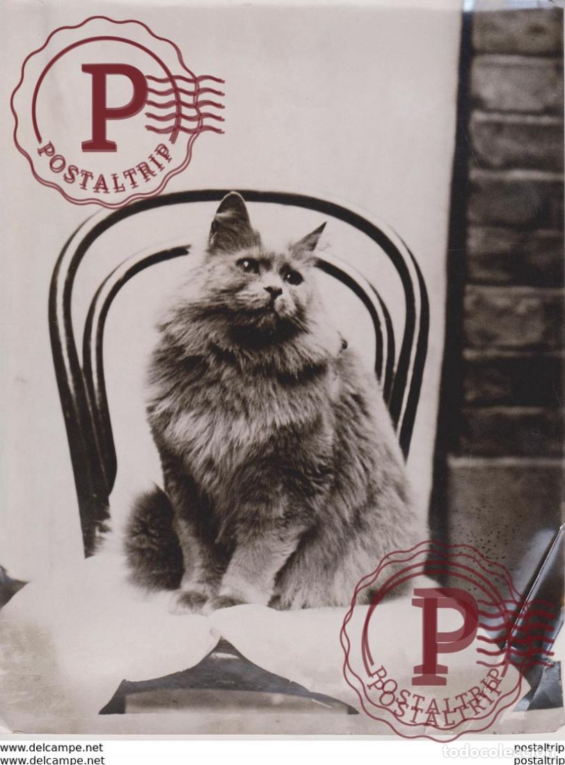 Fotograf&iacute;a antigua: CAT BELONGING BARBER BAYSWATER SHAMPOO SEE CORNER GATO CHAT KAT CAT 22* 16CM Fonds Victor FORBIN