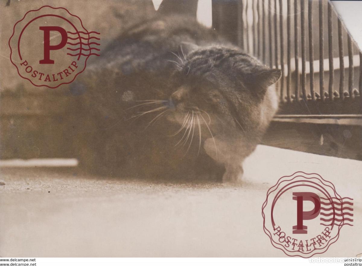 Fotograf&iacute;a antigua: WILD CAT AT THE ZOO MISSING CORNER GATO CHAT KAT CAT 16* 12CM Fonds Victor FORBIN