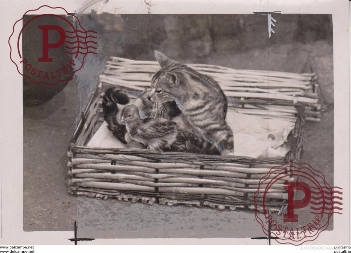 Fotograf&iacute;a antigua: AN ADOPTION GATO CHAT KAT CAT 16* 12CM Fonds Victor FORBIN