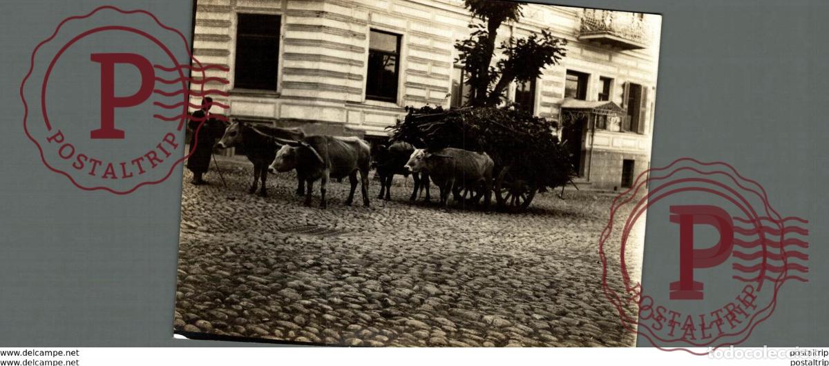Fotografia antiga: RUSIA RUSSIA attelage ZOO ANIMAUX ANIMALS ANIMALES 12 * 10 CM Fonds Victor FORBIN 1864-1947