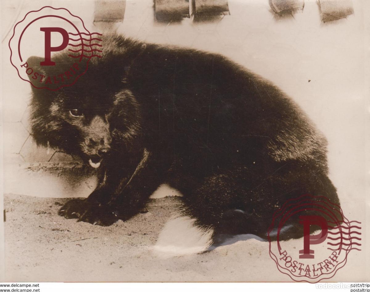 Fotografia antiga: SILVER BLACK FOX SOUTHERN CALIFORNIA BIG BEAR LAKE FOX RENARDS ANIMAUX ANIMALS 20*15CM Fonds Victo