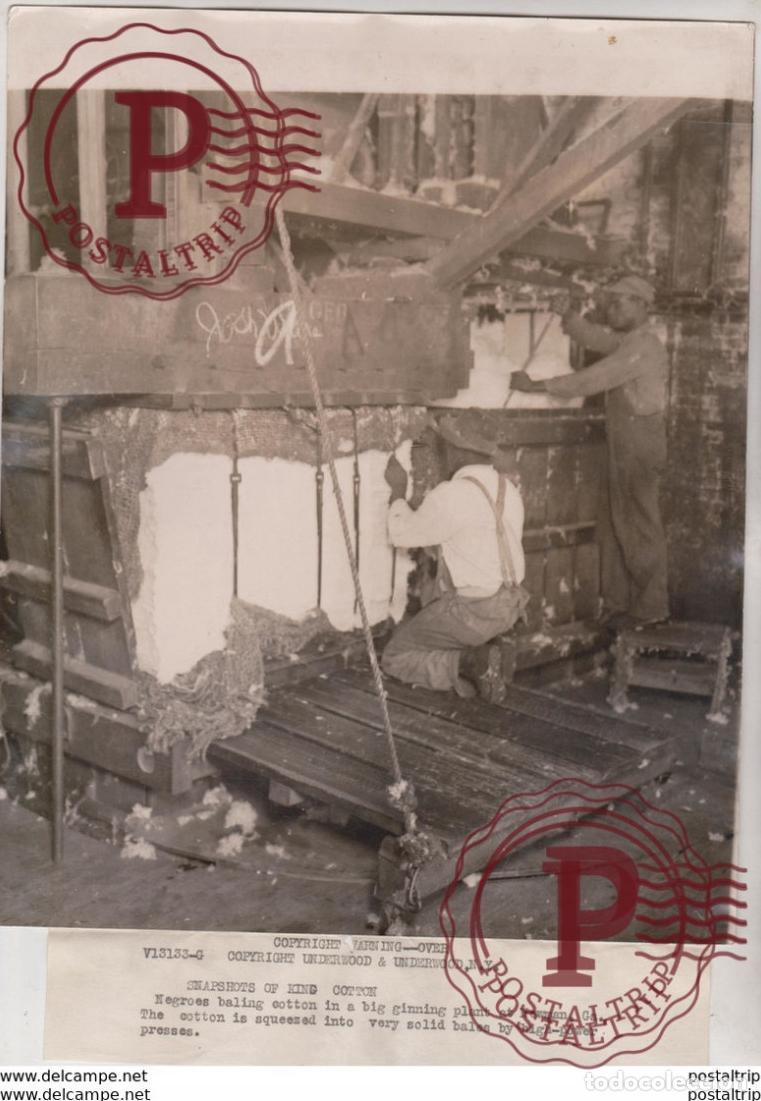 Fotograf&iacute;a antigua: KING COTTON PLANT AT NEWMAN 25*20 CM Fonds Victor FORBIN 1864-1947