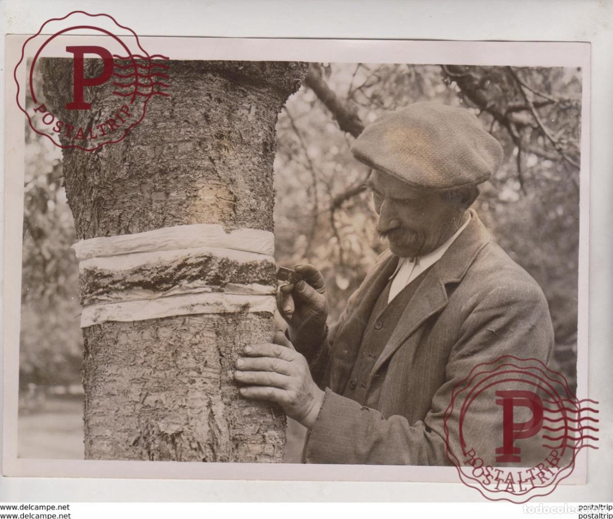 Fotograf&iacute;a antigua: KENT FRUITGROWERS FIGHT THE CATERPILLAR PLAGUE 20*15 CM Fonds Victor FORBIN 1864-1947