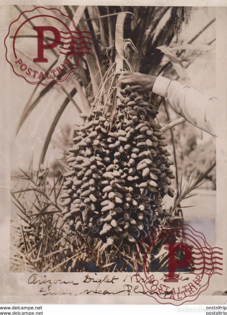 Alte Fotografie: ARIZONA DIGLETT FARMERS FARMING BOEREN 20*15CM Fonds Victor FORBIN 1864-1947