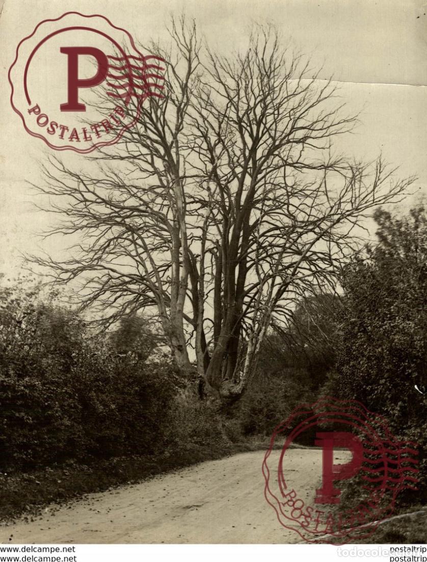 Fotograf&iacute;a antigua: BUCKINGHAMSHIRE burnham beeches QUEEN DEAD xylology, forestry 21*16 CM Fonds Victor FORBIN 1864-19