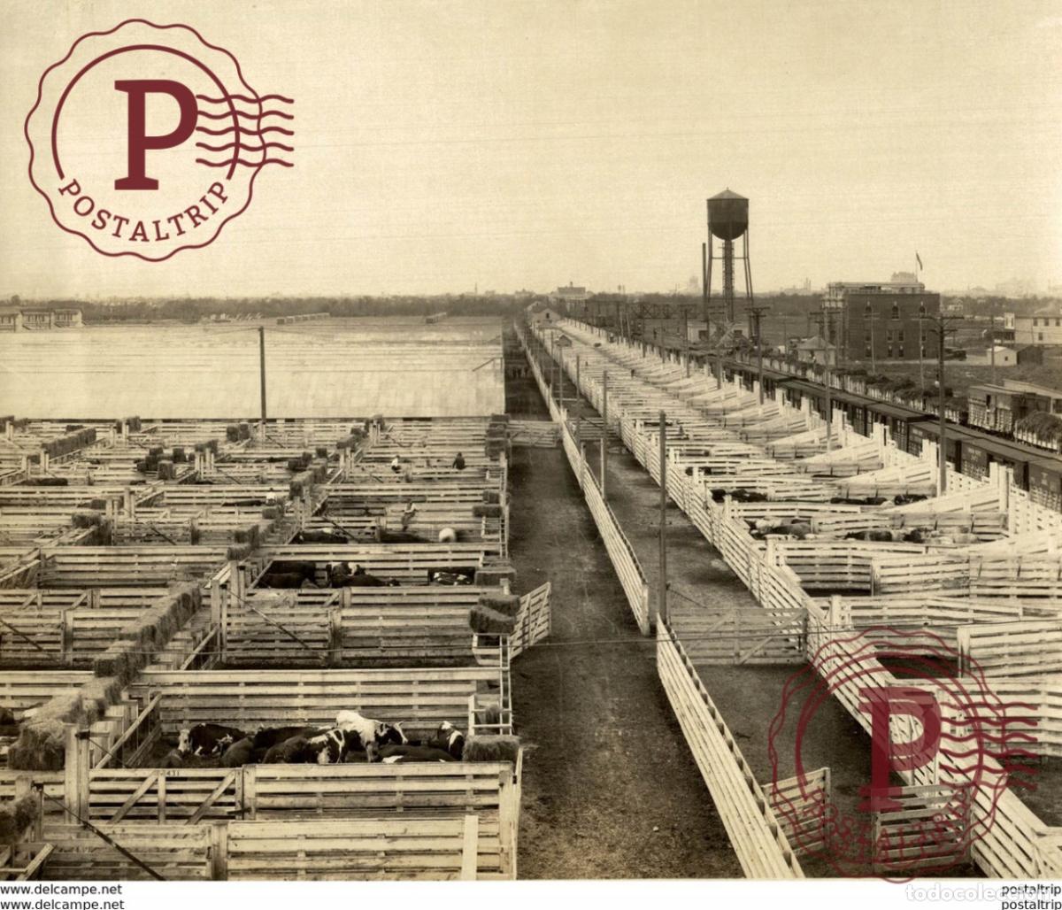 Fotograf&iacute;a antigua: WINNIPEG BESTIAUX ANIMAL TRANSPORT CANADA CANADIAN NATIONAL RAILWAYS 22*17CM Fonds Victor FORBIN 1