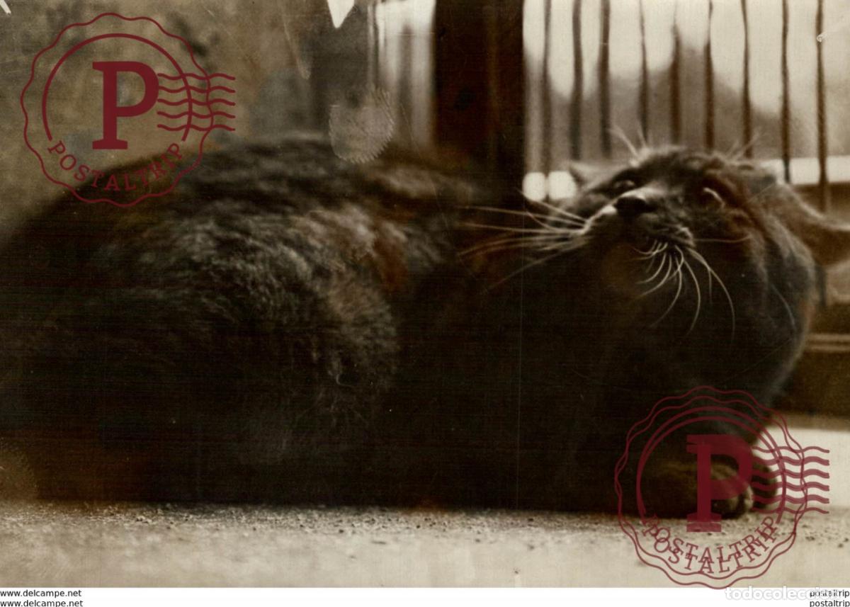 Antique Photography: THE WILD CAT AT THE ZOO GATO CHAT KAT CAT 17*12CM Fonds Victor FORBIN 1864-1947