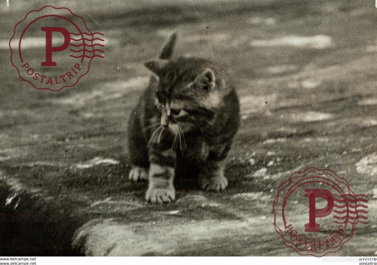 Antique Photography: CHATS POU INDIE INDIA GATO CHAT KAT CAT 16*12CM Fonds Victor FORBIN 1864-1947