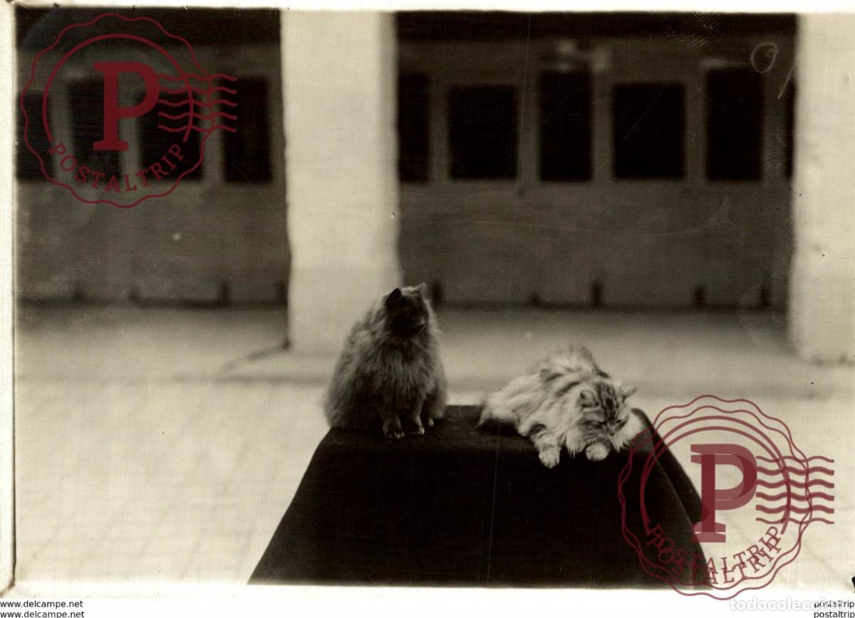 Antique Photography: BLUE PERSIAN SILVER PERSIAN GATO CHAT KAT CAT 16*12CM Fonds Victor FORBIN 1864-1947