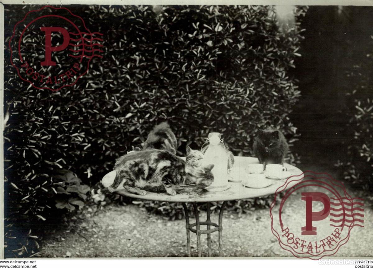 Antique Photography: GATO CHAT KAT CAT 17*13CM Fonds Victor FORBIN 1864-1947