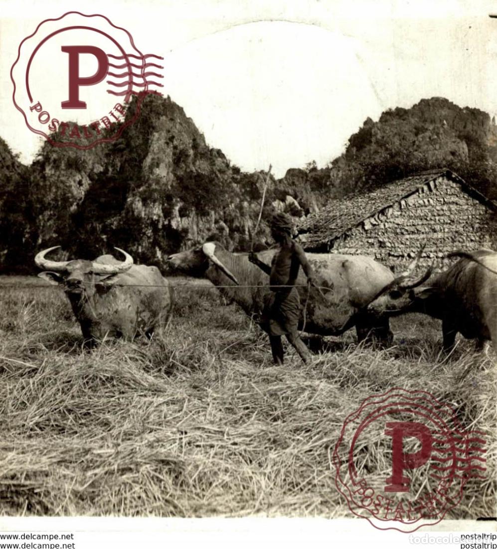 Antique Photography: A BURMAN AND WATER BUFFALOES TREADING OUT RICE +- 9* 9CM&nbsp;Fonds Victor FORBIN 1864-1947