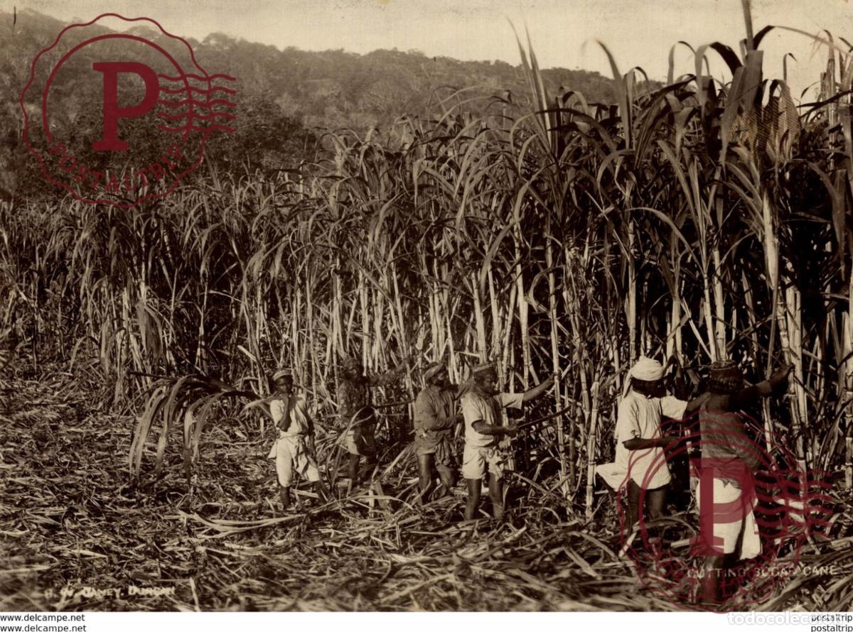 Antique Photography: CUTTING SUGAR CANE CANE DE SUCRE +- 20*15CM&nbsp;Fonds Victor FORBIN 1864-1947