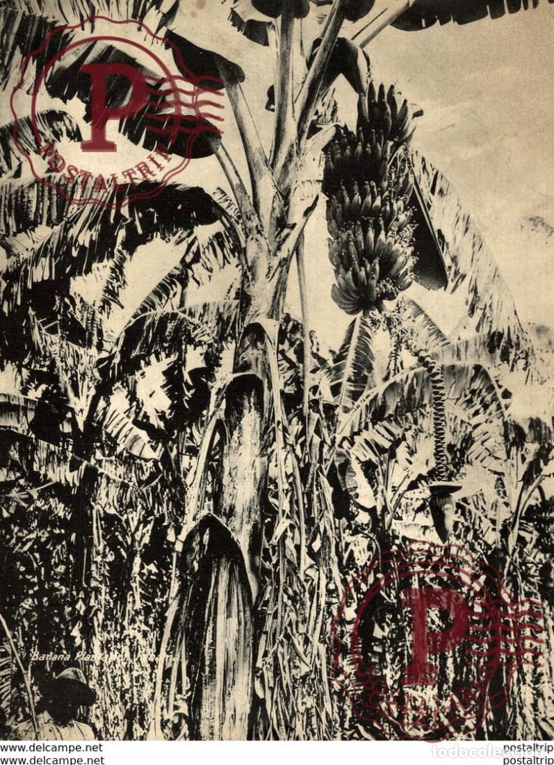 Antique Photography: BANANA PLANT PANAM&Aacute; +- 20*15CM&nbsp;Fonds Victor FORBIN 1864-1947