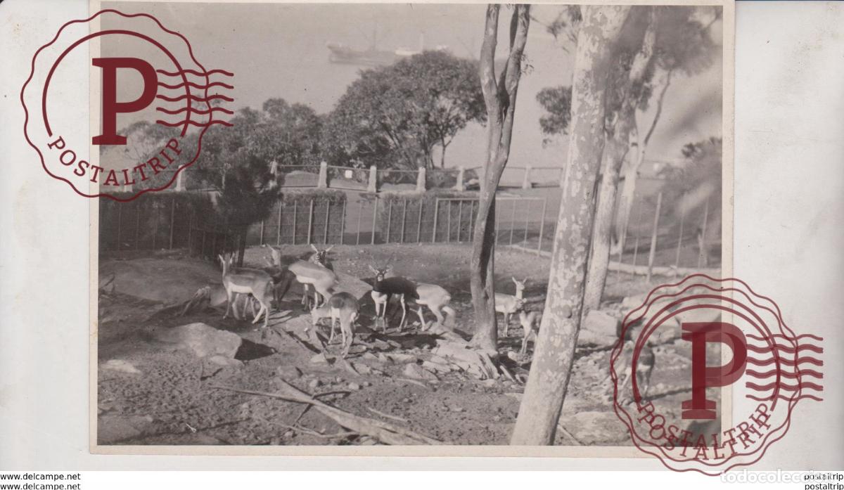 Antique Photography: INDIAN ANTELOPE INDIEN INDE INDIA +- 16*11CM&nbsp;Fonds Victor FORBIN 1864-1947