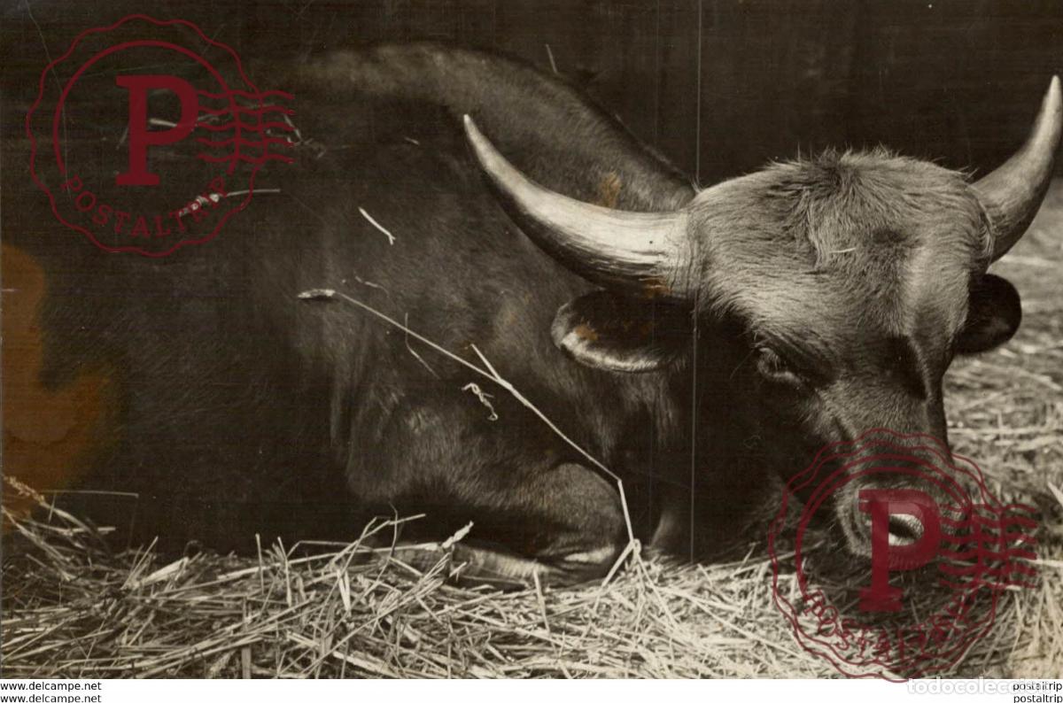 Antique Photography: BUFFALO BISONS +- 13*9CM&nbsp;Fonds Victor FORBIN 1864-1947