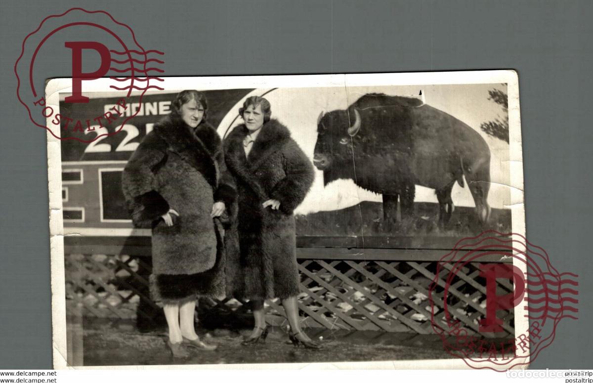 Antique Photography: BUFFALO BISONS BISON CRACK SEE SCAN +- 16*12CM&nbsp;Fonds Victor FORBIN 1864-1947