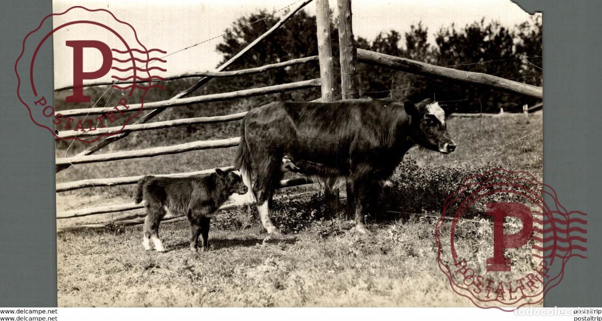 Antique Photography: CAFFALO BISON ET VACHE BUFFALO BISONS BISON SEE SCAN +- 16*12CM&nbsp;Fonds Victor FORBIN 1864-1947