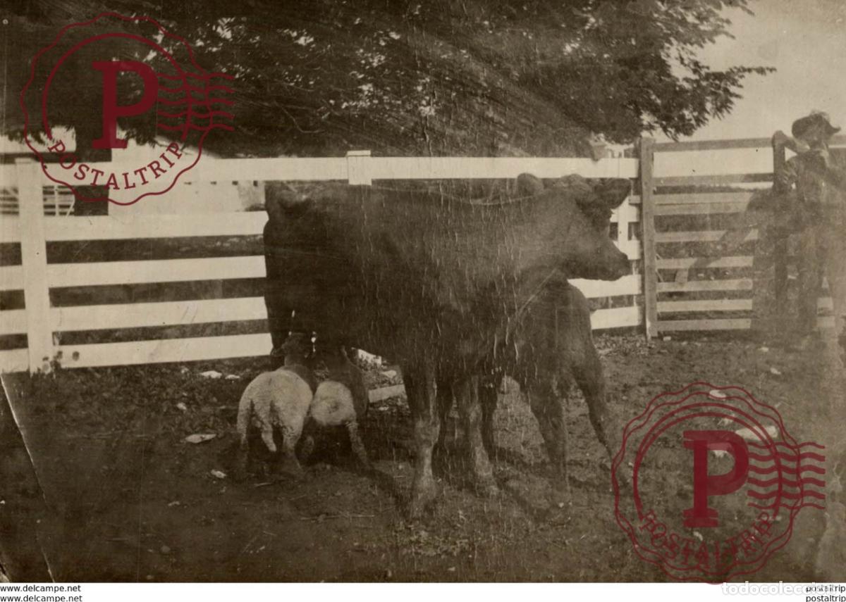Antique Photography: animals animaux dieren +- 14*10CM&nbsp;Fonds Victor FORBIN 1864-1947