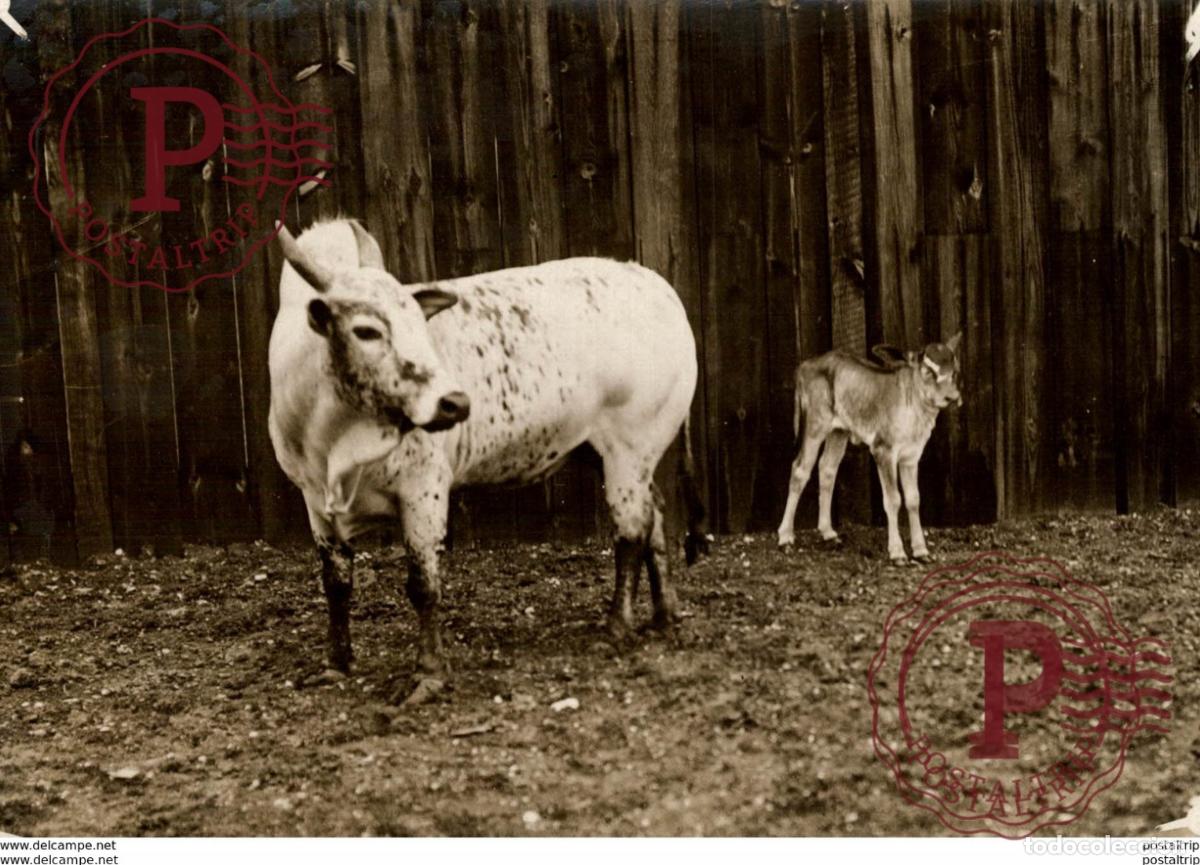 Antique Photography: YOUNG GYNEE AT THE ZOO +- 16*12CM&nbsp;Fonds Victor FORBIN 1864-1947