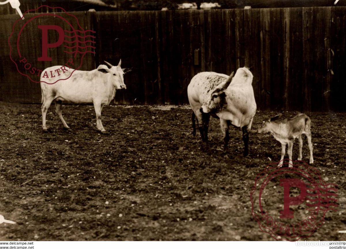 Antique Photography: young gynee +- 16*12CM&nbsp;Fonds Victor FORBIN 1864-1947