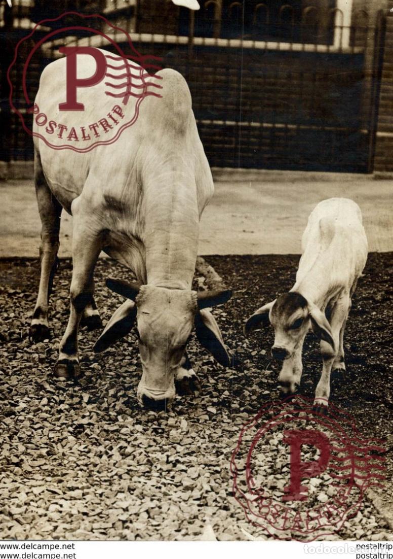 Antique Photography: CATTLE AT THE ZOO HESSAR CALF +- 16*12CM&nbsp;Fonds Victor FORBIN 1864-1947