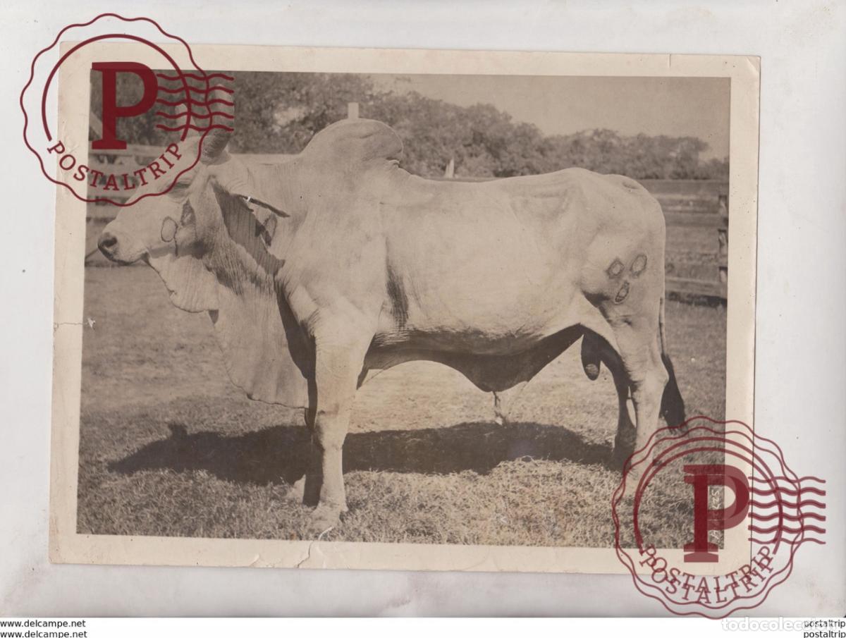Antique Photography: CATTLE BULL ETAT SEE SCAN +- 24*19CM&nbsp;Fonds Victor FORBIN 1864-1947