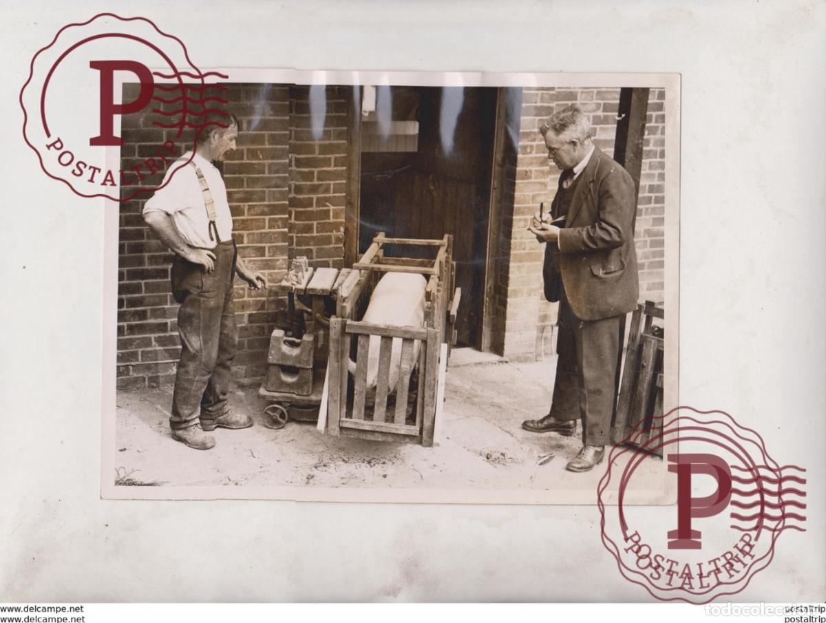 Antique Photography: NATIONAL INSTITUTE FOR RESEARCH DAIRYING READING FARM SHINFIELD AGRICULTURE +- 20*15CM Fonds Victor
