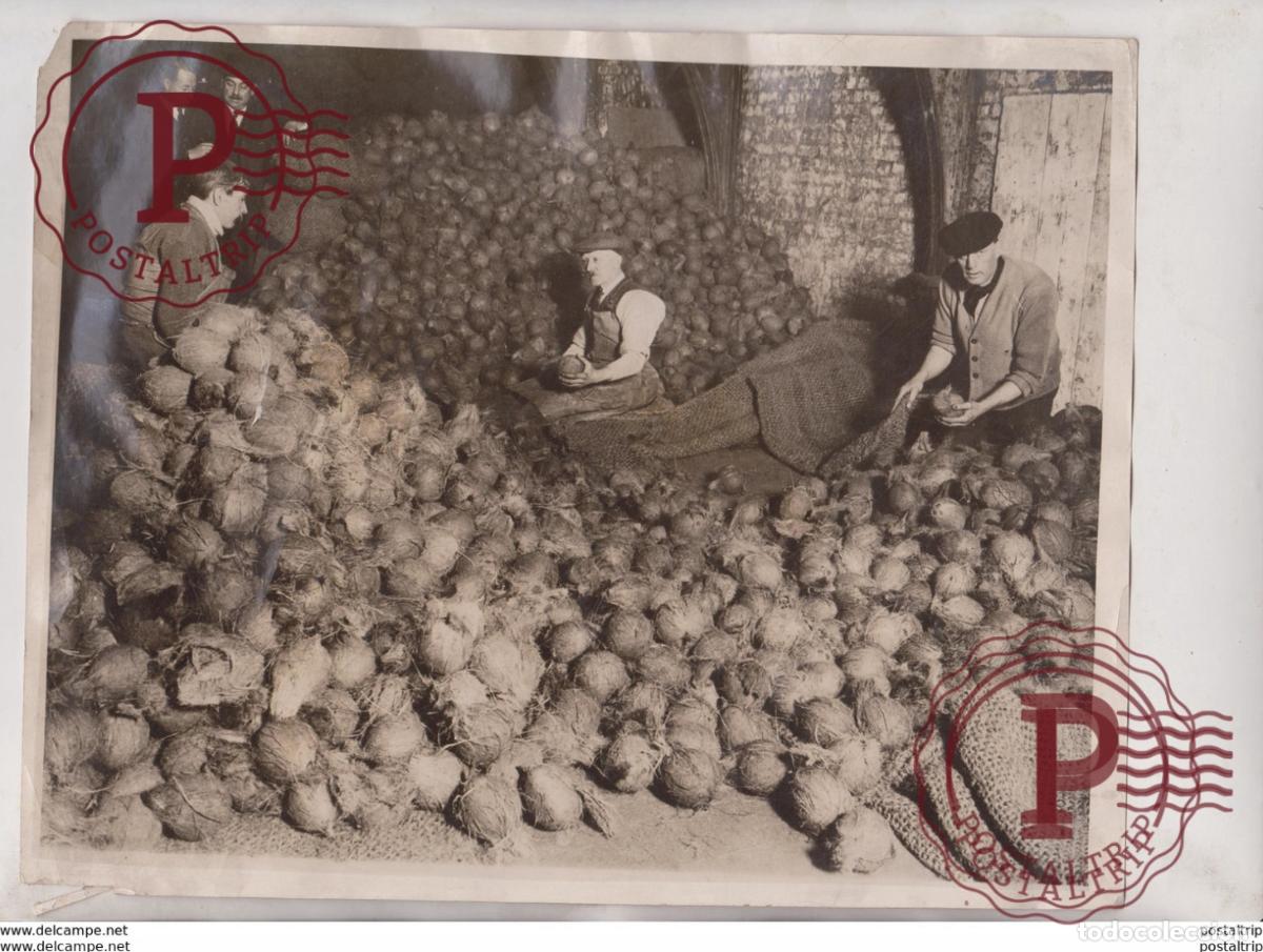Antique Photography: COCONUT CLEARING HOUSE CITY CONTINENTAL WAREHOUSE THAMES SIDE FROM CEYLON +- 24*20CM Fonds Victor