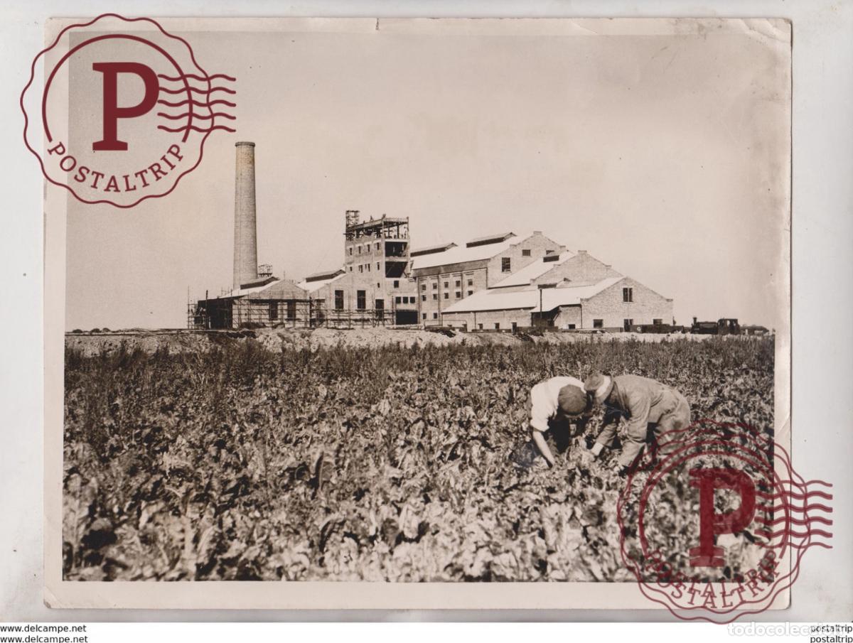 Antique Photography: ELY Cambridgeshire, England SUGAR BEET INDUSTRY BEETROOTS +- 25*20CM Fonds Victor FORBIN 1864-19